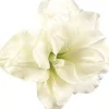 Amaryllis (Hippeastrum 'Alfresco') D 13 H 25 cm