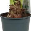 Amaryllis (Hippeastrum 'Arctic White') D 14 H 25 cm