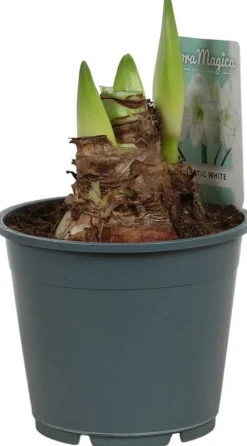 Amaryllis (Hippeastrum 'Arctic White') D 14 H 25 cm