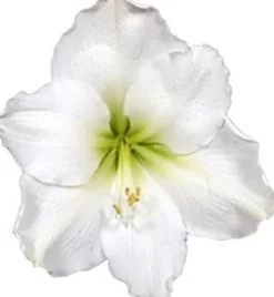 Amaryllis (Hippeastrum 'Arctic White') D 14 H 25 cm