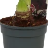 Amaryllis (Hippeastrum 'Dark Red') D 13 H 25 cm