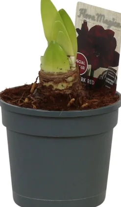 Amaryllis (Hippeastrum 'Dark Red') D 13 H 25 cm