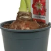 Amaryllis (Hippeastrum 'Exotic Striped') D 14 H 25 cm