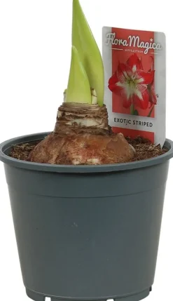 Amaryllis (Hippeastrum 'Exotic Striped') D 14 H 25 cm