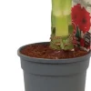 Amaryllis (Hippeastrum 'Merry Christmas') D 13 H 25 cm