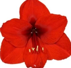 Amaryllis (Hippeastrum 'Merry Christmas') D 13 H 25 cm
