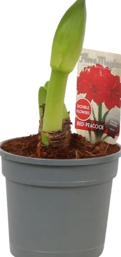 Amaryllis (Hippeastrum 'Red Peacock') D 13 H 25 cm