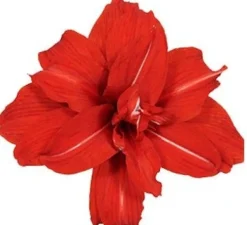 Amaryllis (Hippeastrum 'Red Peacock') D 13 H 25 cm