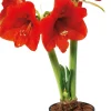 Amaryllis (Hippeastrum 'Royal Red') D 14 H 25 cm