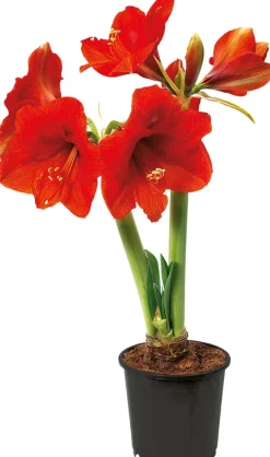 Amaryllis (Hippeastrum 'Royal Red') D 14 H 25 cm