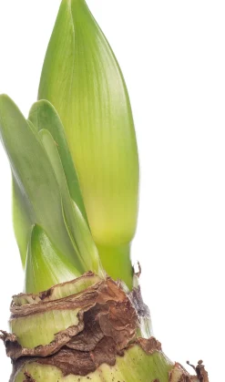 Amaryllis (Hippeastrum 'Royal Red') D 14 H 25 cm