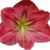 Amaryllis (Hippeastrum 'Sweet Pink') D 14 H 25 cm