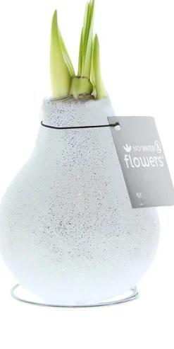 Amaryllis in wax (Hippeastrum Waxz 'Eco Glitterz White') H 15 cm