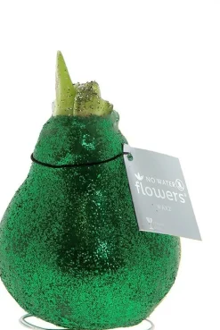 Amaryllis in wax (Hippeastrum Waxz 'Eco Glitterz Green') H 15 cm