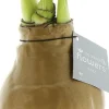 Amaryllis in wax (Hippeastrum 'Waxz Gold') H 15 cm