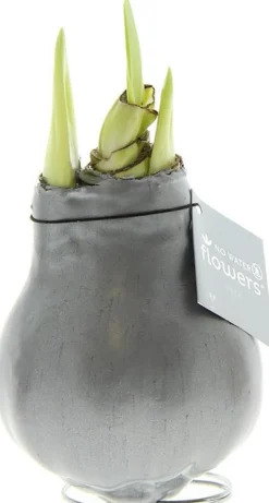 Amaryllis in wax (Hippeastrum Waxz 'Metallic Silver') H 15 cm