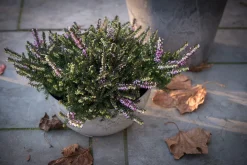 Artstone plantenschaal Fiona D31 H15 cm grijs
