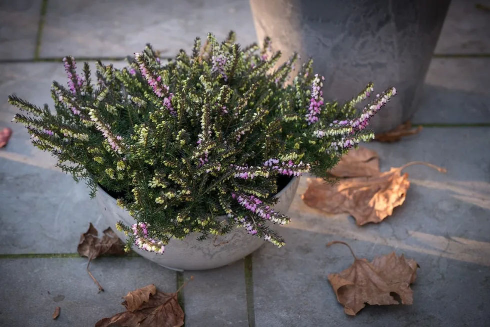 Artstone plantenschaal Fiona D31 H15 cm grijs
