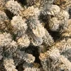 Black Box kunstkerstboom Charlton besneeuwd D 127 H 215 cm