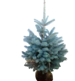 Blauwe spar kerstboom in zakpot 175 - 200 cm