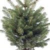 Blauwspar kerstboom in pot 60 - 80 cm