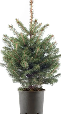 Blauwspar kerstboom in pot 60 - 80 cm
