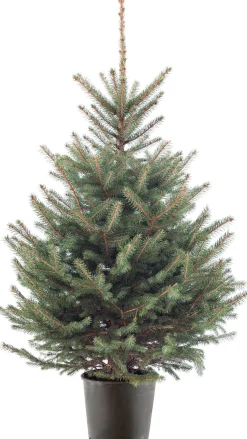 Blauwspar kerstboom in pot 125 - 150 cm