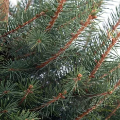 Blauwspar kerstboom in pot 125 - 150 cm