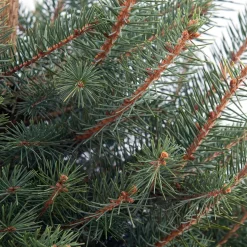 Blauwspar kerstboom in pot 80 - 100 cm