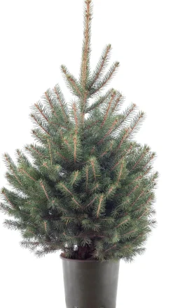 Blauwspar kerstboom in pot 80 - 100 cm