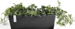 Ecopots plantenbak Bruges donkergrijs 65 x 20 x 20 cm