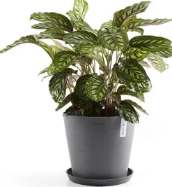 Ecopots plantenschotel Amsterdam grijs D 28,7 H 3 cm