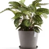 Ecopots plantenschotel Amsterdam taupe D 28,7 H 3 cm