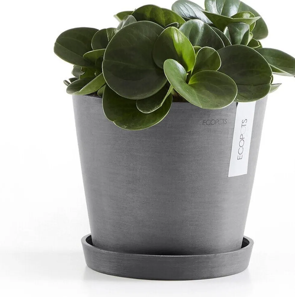 Ecopots plantenschotel Amsterdam grijs D 18 H 2,5 cm