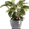 Ecopots plantenschotel Amsterdam grijs D 36,5 H 3,5 cm