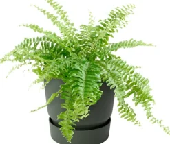 Elho balkonbak met waterreservoir Greenville groen D 25,1 H 23,7 cm