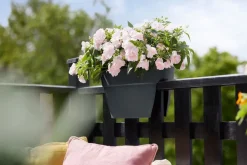 Elho balkonbak Vibia Campana Flower Bridge antraciet 39 x 26 x 22 cm