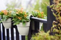 Elho balkonbak Vibia Campana Flower Twin wit 20,5 x 38,4 x 26,5 cm