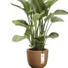 Elho bloempot Amber Coupe bruin 35 D 49 H cm