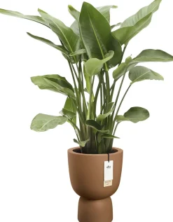 Elho bloempot Amber Coupe bruin 35 D 49 H cm