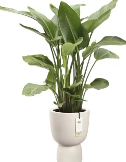 Elho bloempot Amber Coupe wit D 41 H 58 cm
