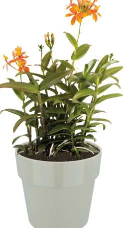 Elho bloempot B. for original rond D 14 H 12,8 cm grijs