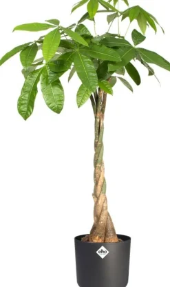 Elho bloempot B. for soft antraciet D 34,5 H 32,3 cm