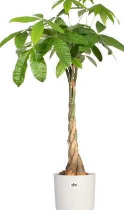 Elho bloempot B. for soft wit D 22 H 20,4 cm