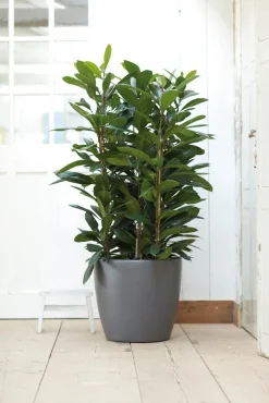 Elho bloempot Brussels antraciet D 35 H 33 cm