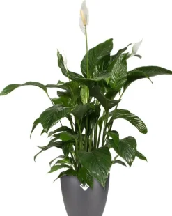 Elho bloempot Brussels antraciet D 24,3 H 23,2 cm