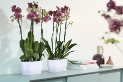 Elho bloempot Brussels orchidee wit 24,8 x 13,4 x 12 cm