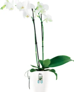 Elho bloempot Brussels orchidee wit D 12,5 H 15 cm