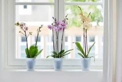 Elho bloempot Brussels orchidee transparant D 12,5 H 15,5 cm