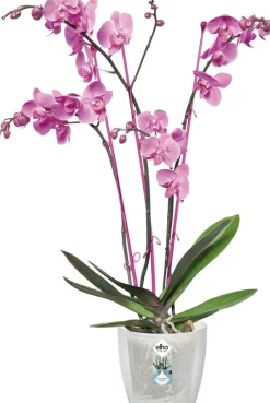 Elho bloempot Brussels orchidee transparant D 13 H 11,5 cm